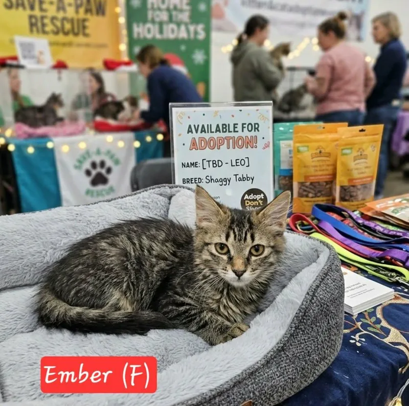 Ember