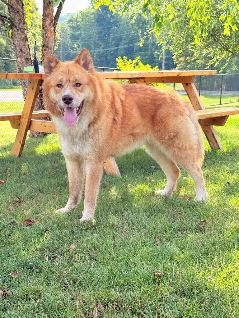 A young medium-sized male Alaskan Malamute dog named Copper for adoption in Wintersville, OH