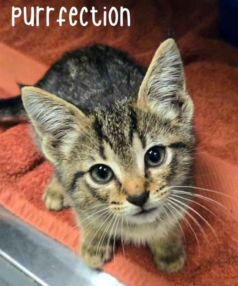 Purrfection