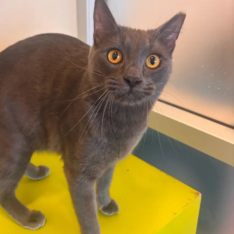 A young medium-sized male Gray / Blue / Silver Domestic Short Hair cat named Twilight for adoption in Burlingame, CA