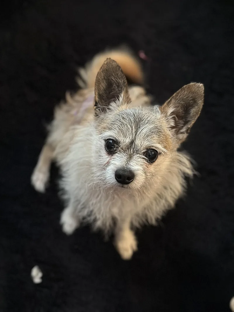 An adult small-sized male Chihuahua dog named Lobito for adoption in Atlanta, GA