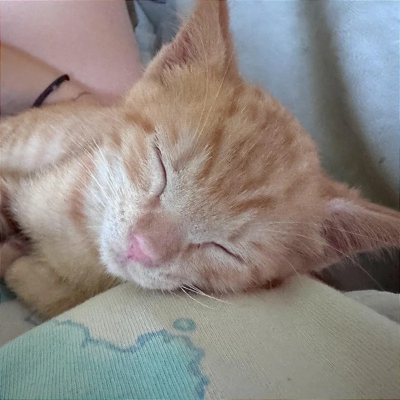 A baby small-sized male Orange / Red Domestic Short Hair cat named A Korn for adoption in Pleasant Hill, CA