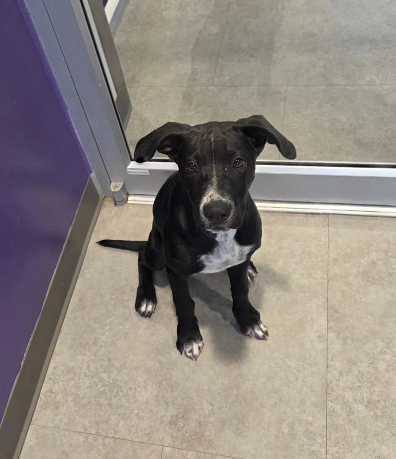 A baby medium-sized female Mixed Breed dog named Brandi for adoption in Bossier City, LA