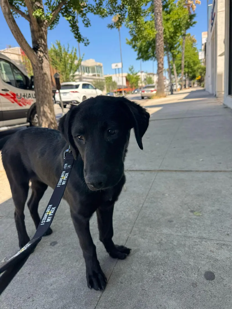 A baby medium-sized female Black Labrador Retriever dog named Harley for adoption in Los Angeles, CA