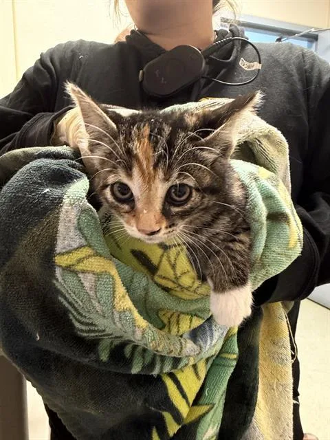 A baby small-sized female Domestic Short Hair cat named Sapphire for adoption in Salinas, CA
