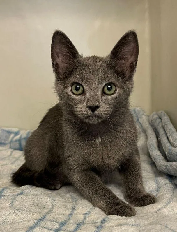 A baby medium-sized male Domestic Short Hair cat named Pedro for adoption in Genoa, IL