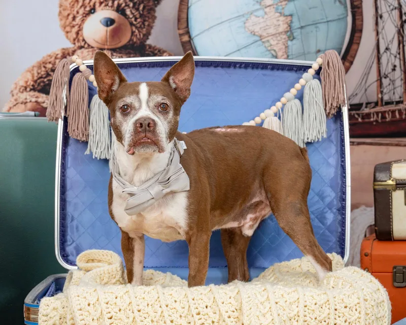 A senior medium-sized male Boston Terrier dog named Sir Charles for adoption in Huntington Beach, CA