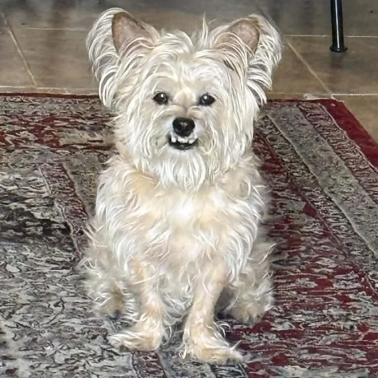 Fergus aka Flex thumbnail 3