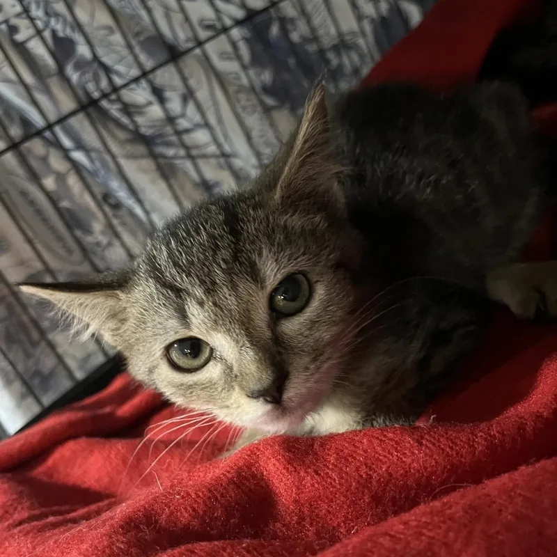 A baby small-sized female Brown / Chocolate Domestic Short Hair cat named Mandy for adoption in Waldorf, MD