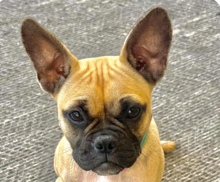 A baby small-sized female French Bulldog dog named Marigold for adoption in San Ramon, CA