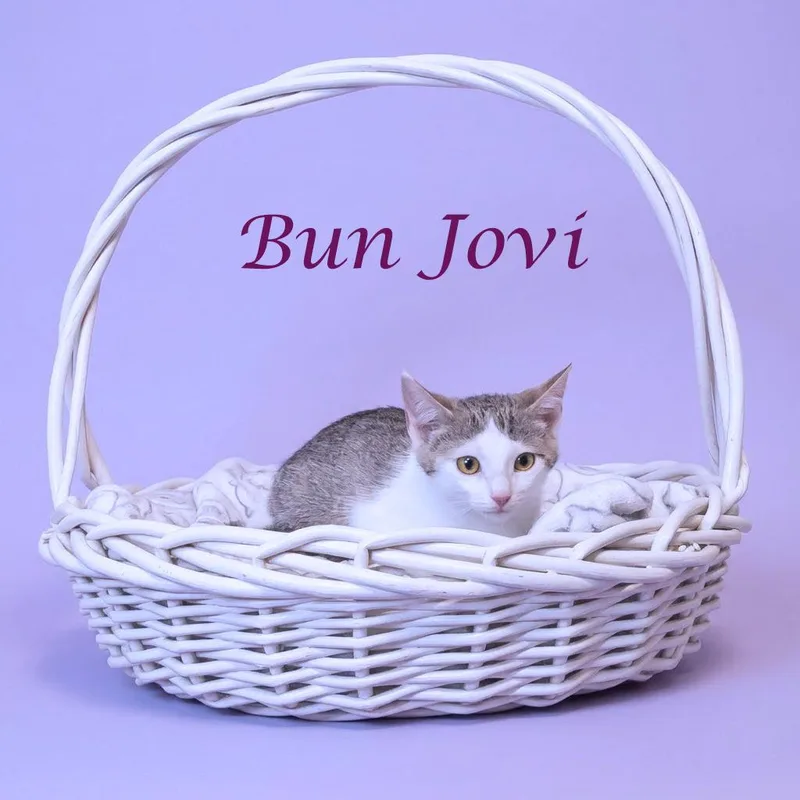 A baby small-sized female Gray / Blue / Silver Domestic Short Hair cat named Bun Jovi C for adoption in Lebanon, TN