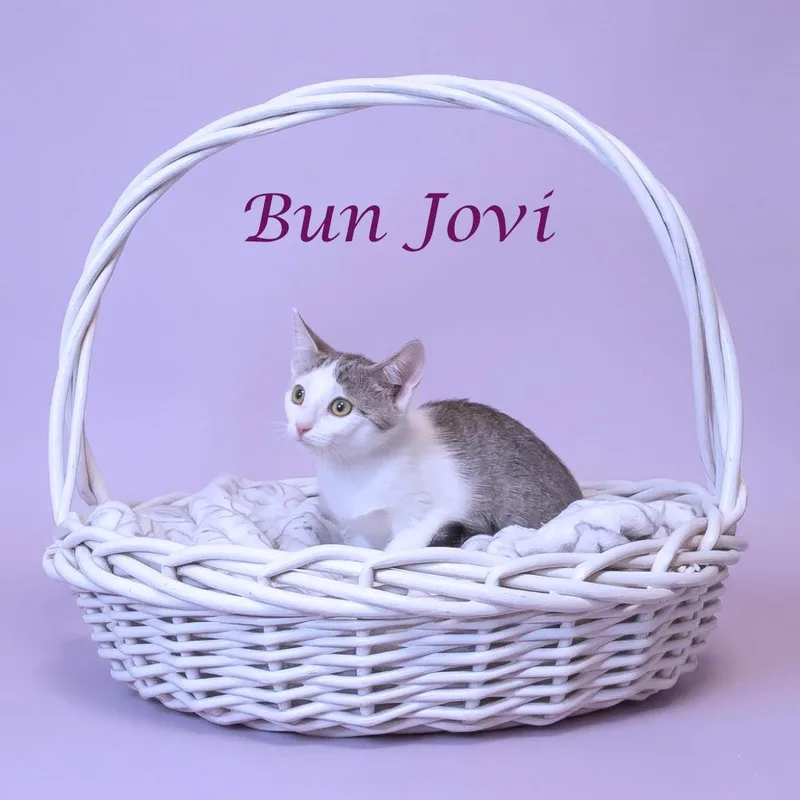 Bun Jovi C thumbnail 2
