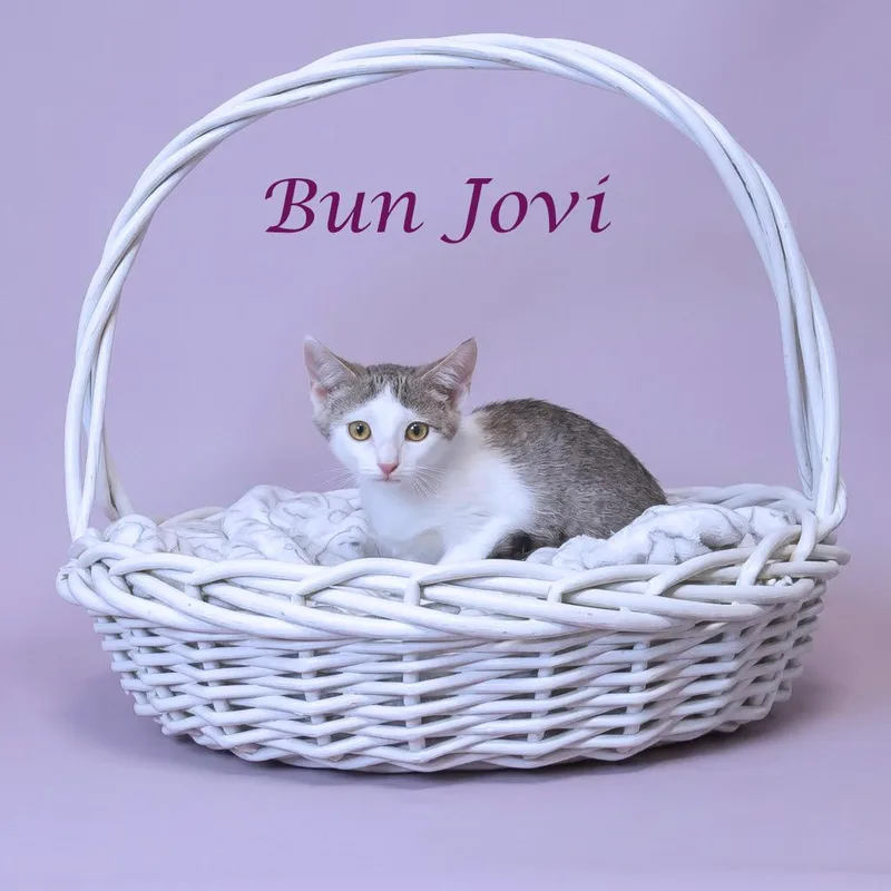 Bun Jovi C thumbnail 3