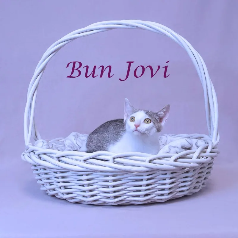 Bun Jovi C thumbnail 4
