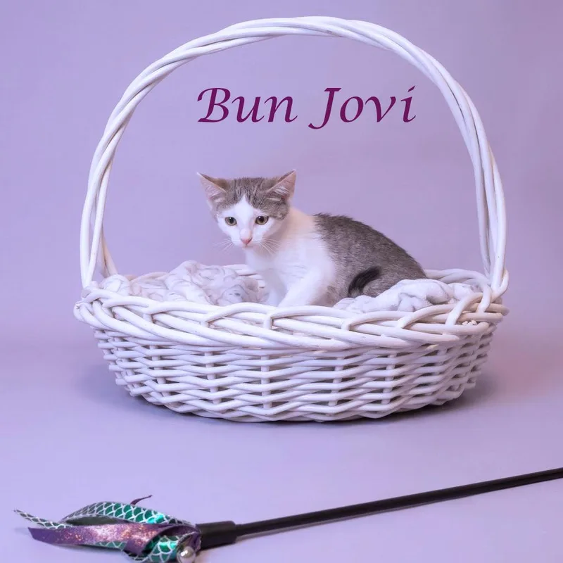 Bun Jovi C thumbnail 5
