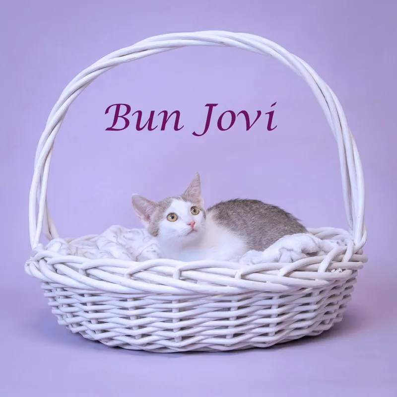 Bun Jovi C thumbnail 6