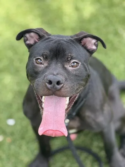 A young medium-sized male Mixed Breed dog named Batman for adoption in Daytona Beach, FL