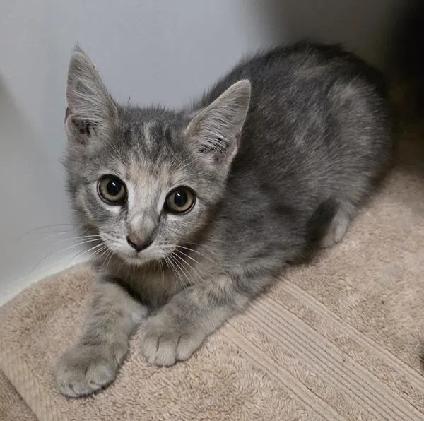 A baby small-sized female Domestic Short Hair cat named Paris for adoption in El Cajon, CA
