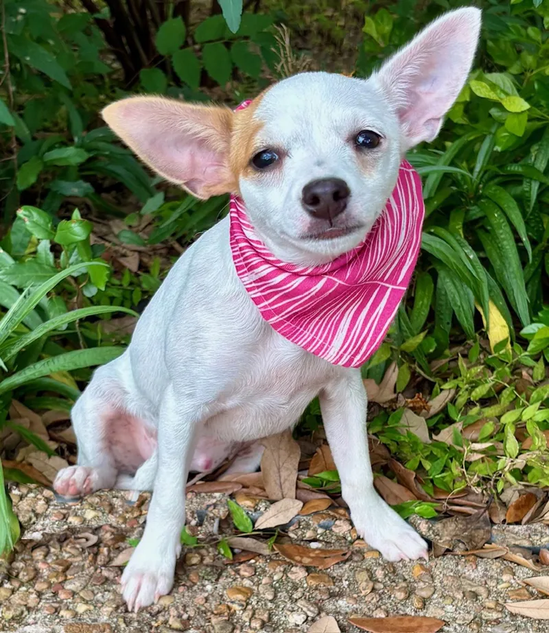 A baby small-sized female White / Cream Chihuahua dog named Baby BITSY  Little for adoption in Cypress, TX