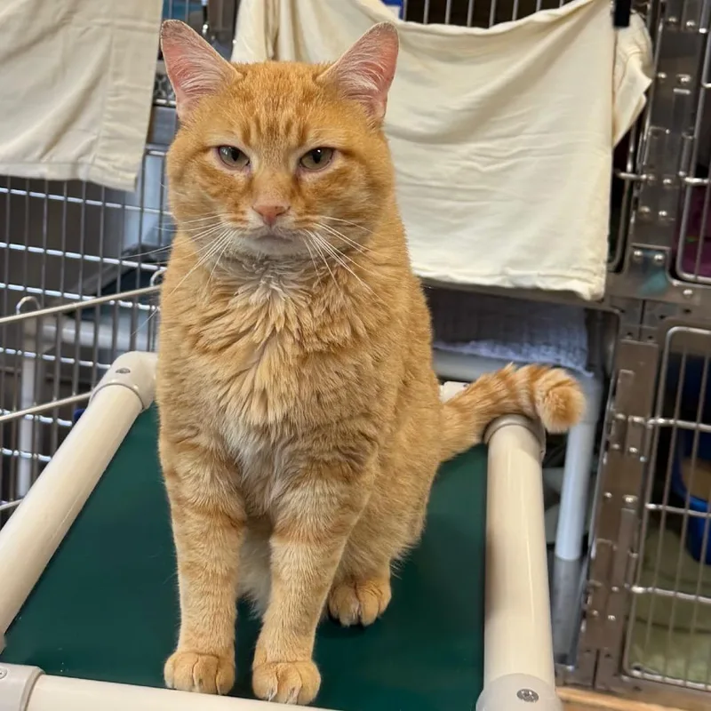 An adult large-sized male Orange / Red Domestic Short Hair cat named Gatocito for adoption in Wilmington, DE