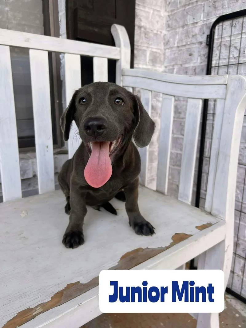 A baby large-sized male Labrador Retriever dog named Junior Mint for adoption in New Baltimore, MI