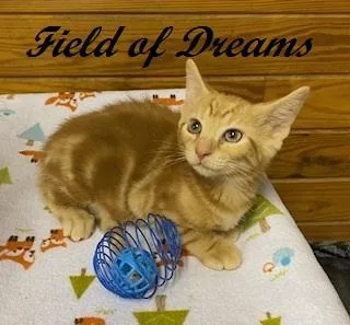 A baby medium-sized male Tabby (Orange / Red) Tabby cat named Field Of Dreams for adoption in Southern Pines, NC