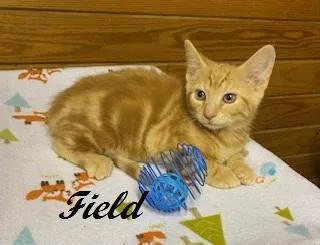 Field Of Dreams thumbnail 2