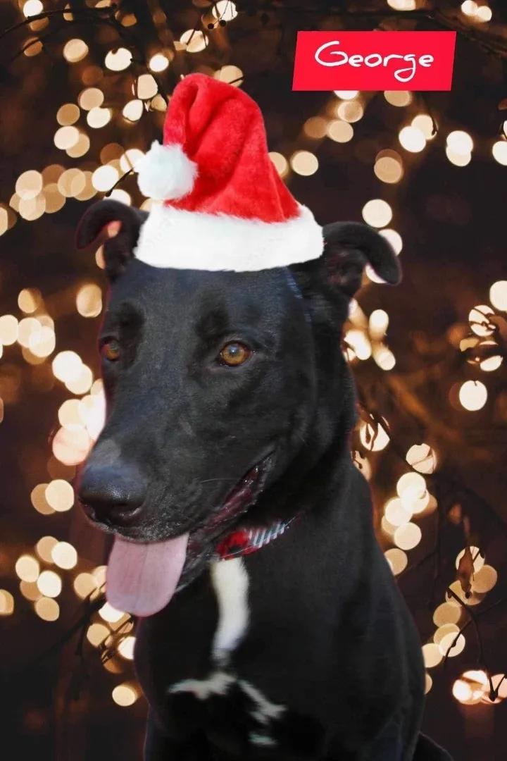 A young medium-sized male Mixed Breed dog named George for adoption in Denison, TX