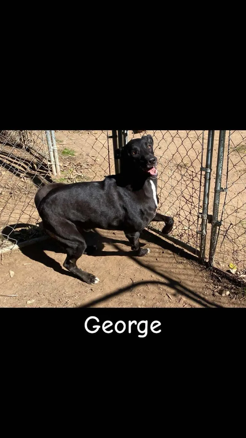 George thumbnail 2