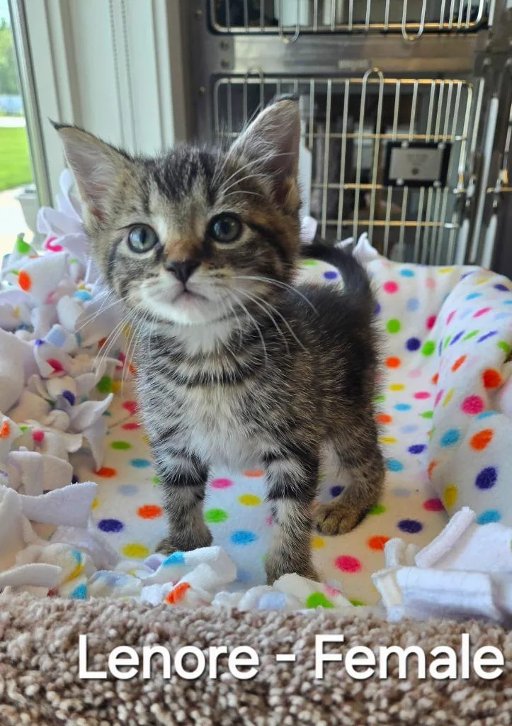A baby small-sized female Domestic Short Hair cat named Lenore for adoption in Sidney, OH