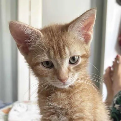 A baby small-sized male Orange / Red Domestic Short Hair cat named Jeb for adoption in Atlanta, GA