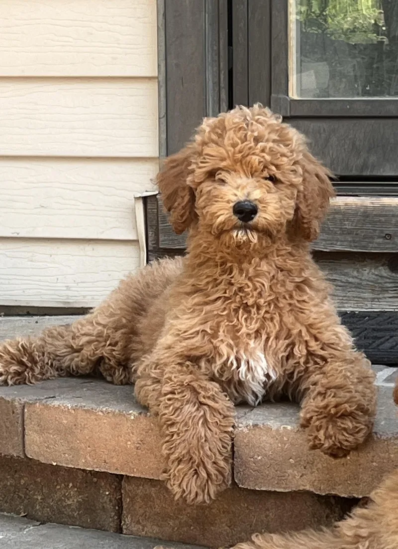 A baby large-sized female Poodle dog named Indy for adoption in Palatine, IL