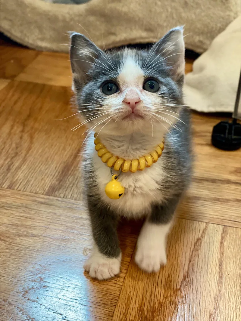 A baby medium-sized female Gray & White Domestic Short Hair cat named Riley for adoption in Seal Beach, CA