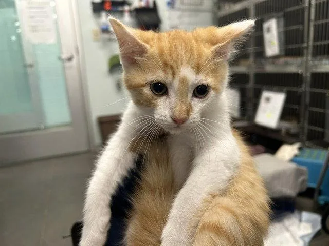 A baby small-sized male Orange / Red Domestic Short Hair cat named Oasis for adoption in Tavares, FL
