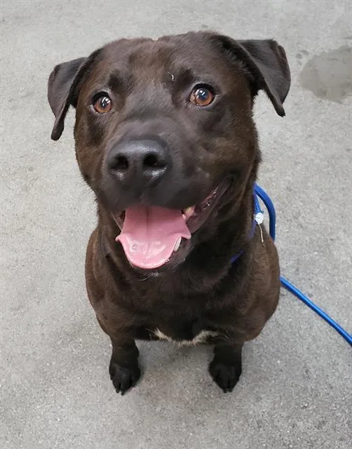 An adult large-sized male Pit Bull Terrier dog named Kobie for adoption in Fairfield, CA