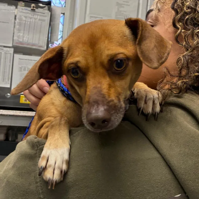 An adult small-sized male Brown / Chocolate Mixed Breed dog named Zephyr for adoption in Greenville, SC