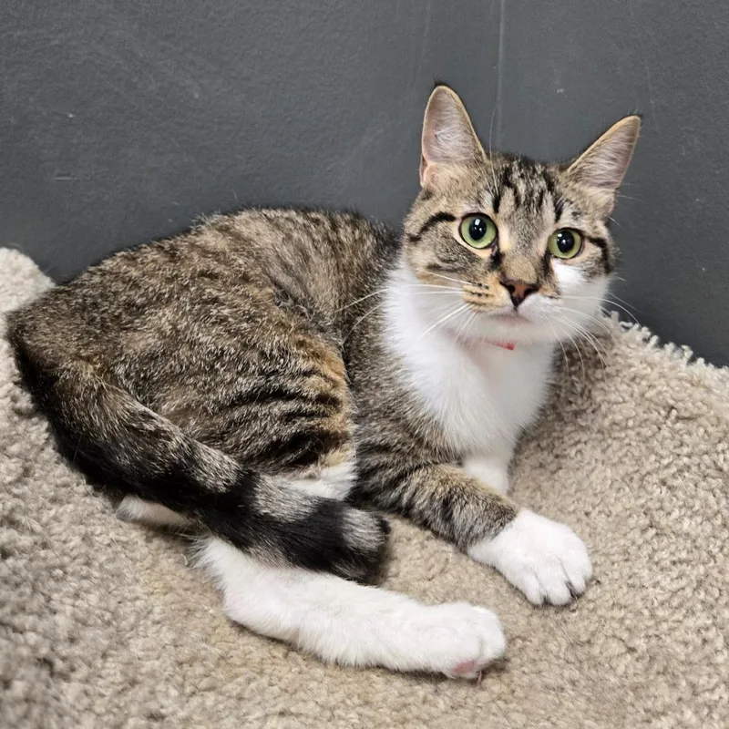 A young medium-sized female Brown / Chocolate Domestic Short Hair cat named Velma for adoption in Hamburg, NY