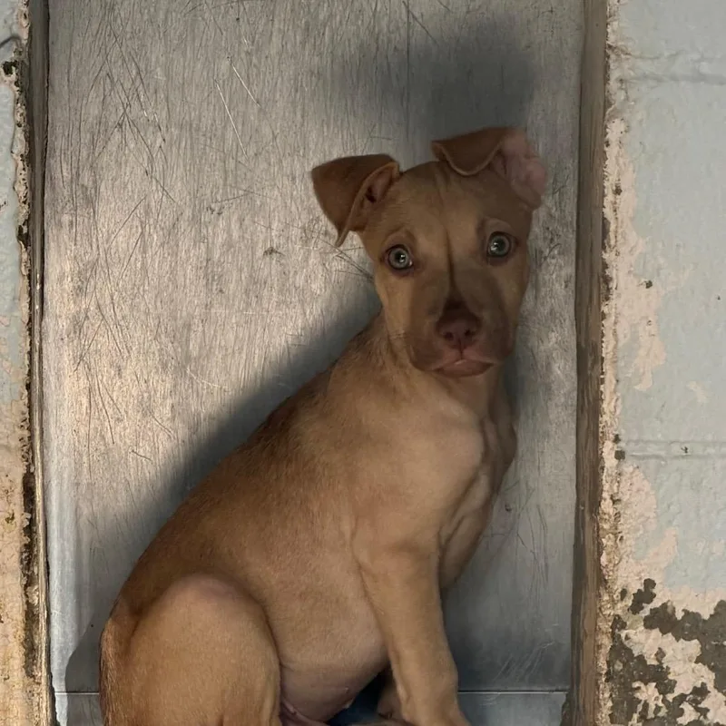 A baby small-sized male Yellow / Tan / Blond / Fawn Mixed Breed dog named Jamiro for adoption in Summerville, SC