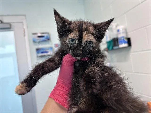 A baby small-sized female Domestic Short Hair cat named Excel for adoption in Tavares, FL