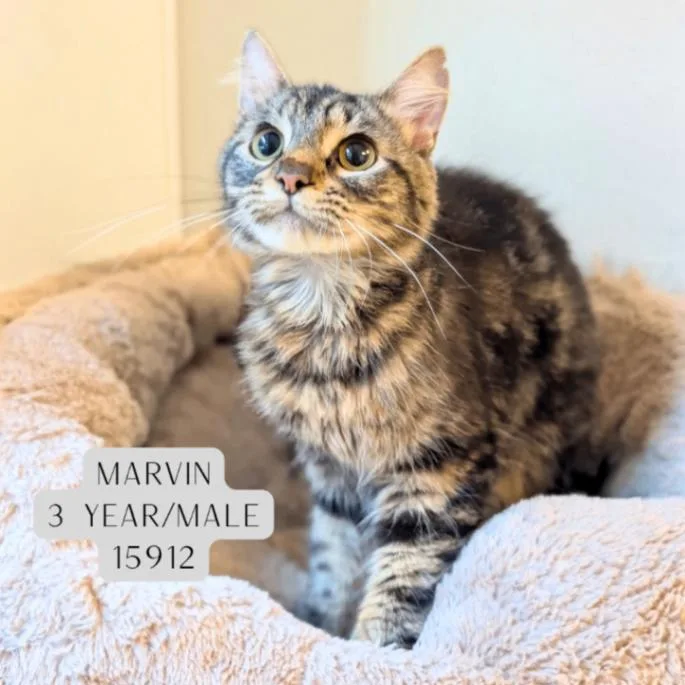 An adult medium-sized male Tabby (Gray / Blue / Silver) Domestic Short Hair cat named Marvin for adoption in Supply, NC