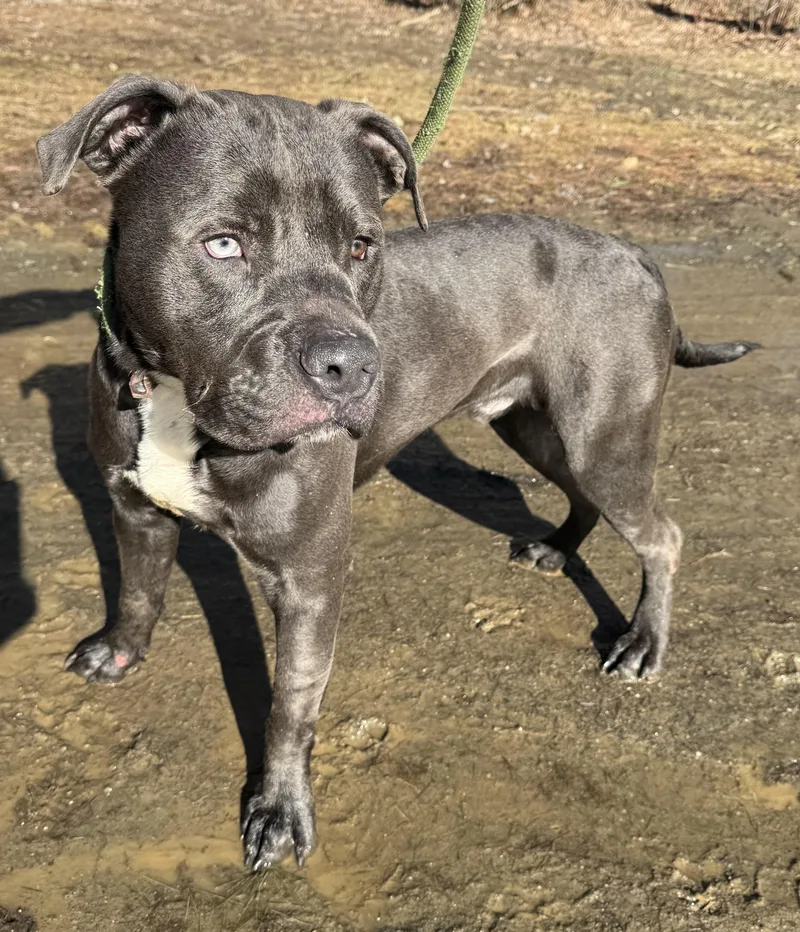 An adult medium-sized male Gray / Blue / Silver Mixed Breed dog named Atlas for adoption in Vassalboro, ME