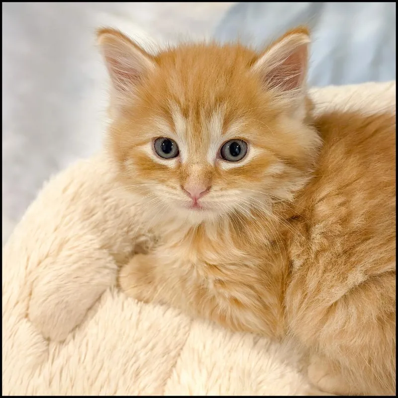 A baby small-sized male Orange / Red Domestic Long Hair cat named Shawshank for adoption in Roswell, GA
