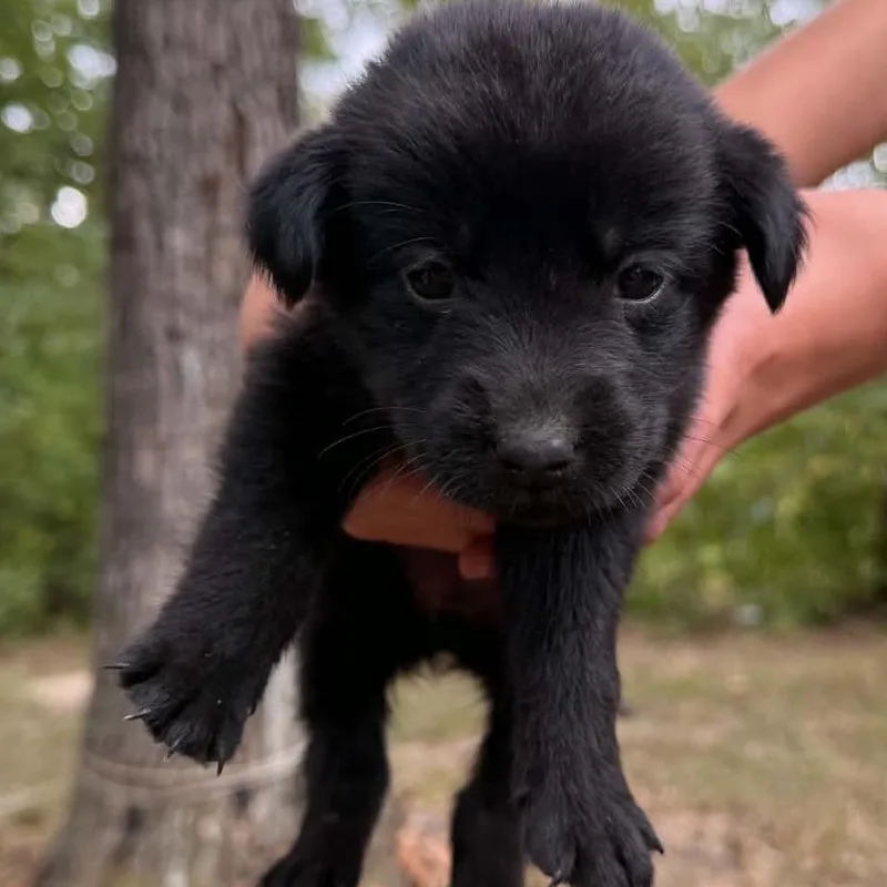 A baby large-sized male Black Labrador Retriever dog named Stuffing for adoption in Hinsdale, IL