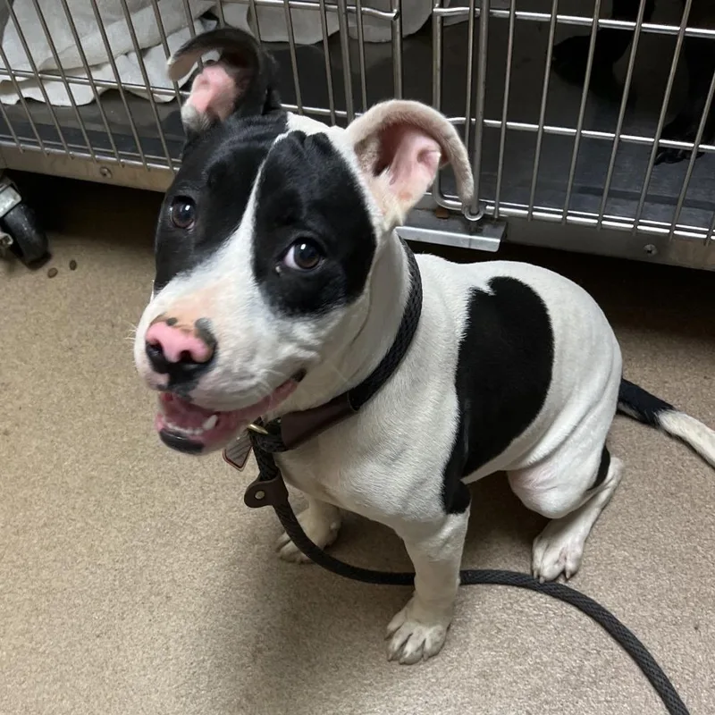 A young medium-sized female White / Cream Mixed Breed dog named Moo Moo for adoption in Chattanooga, TN