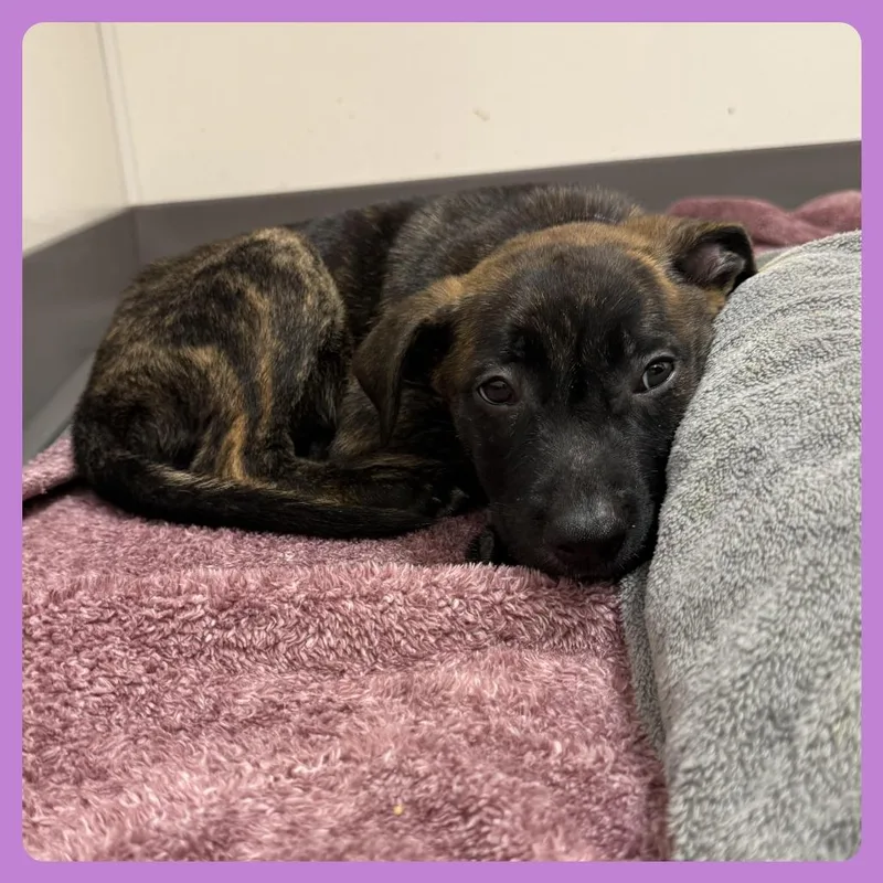 A baby medium-sized female Brindle Plott Hound dog named Aricorn for adoption in Austin, TX