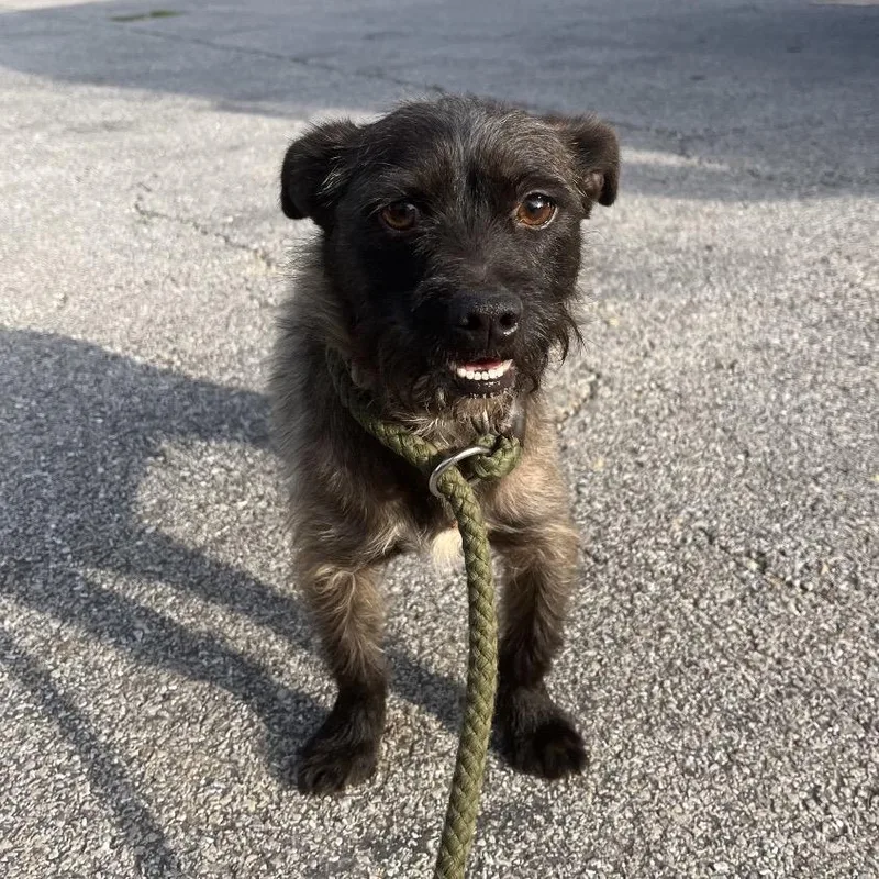 A young small-sized male Gray / Blue / Silver Mixed Breed dog named Oklahoma for adoption in Chattanooga, TN