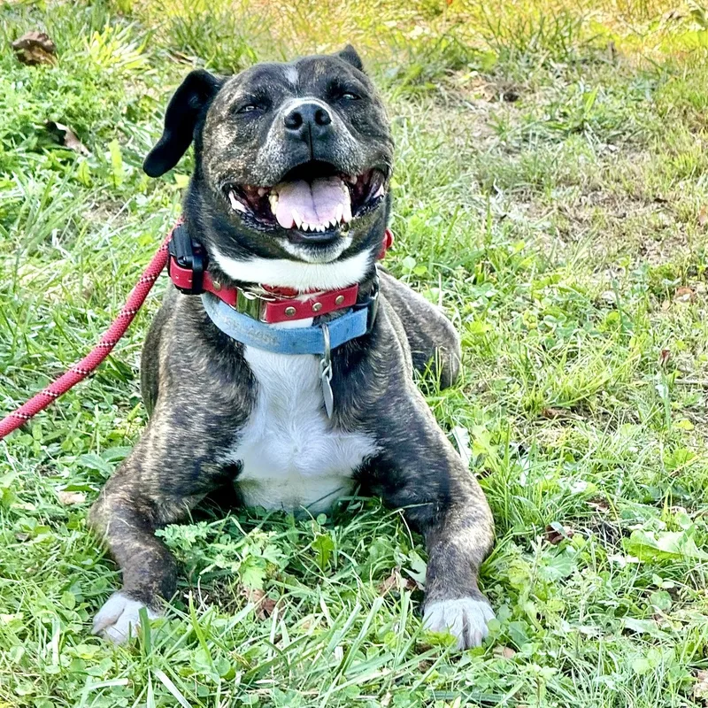 A senior medium-sized male American Staffordshire Terrier dog named Ranger for adoption in Longview, TX