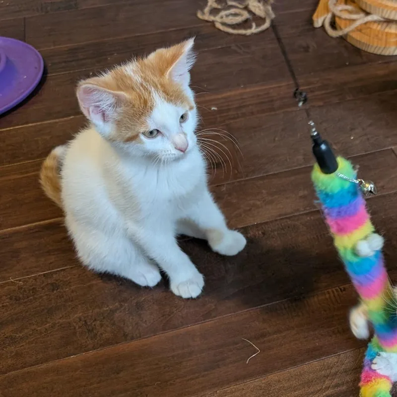 A baby small-sized male White Domestic Short Hair cat named Wilhelm for adoption in Woodstock, VA