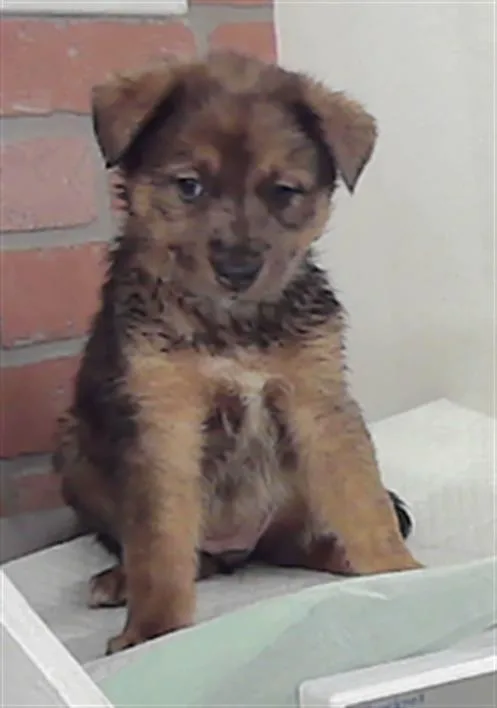 A baby small-sized female Australian Cattle Dog / Blue Heeler dog named Rosa for adoption in Houston, TX