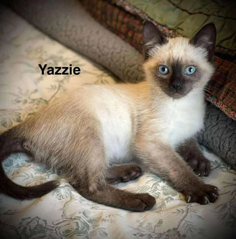 A baby small-sized male Siamese cat named Yazzie C Gatlin for adoption in Saunderstown, RI